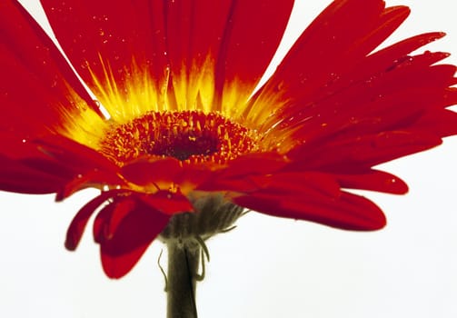 Macro image of a red and yellow gerbera flower.
