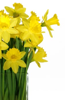 Daffodils in a vase isolated on white