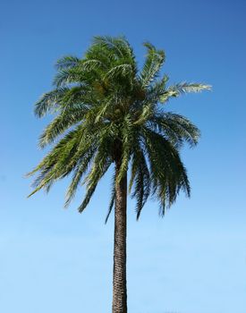 Healthy palmtree against a blue sky