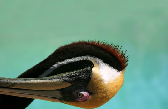 Humorous photo of a confused pelican