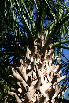 Palmtree providing a cooling shade on very hot summer day