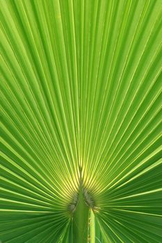 Palmtree texture lit from behind with natural sunlight - main focus on stem