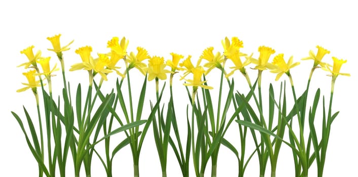 Beautiful daffodils isolated on white - high resolution large file