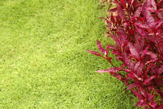 A red plants and green grass at park