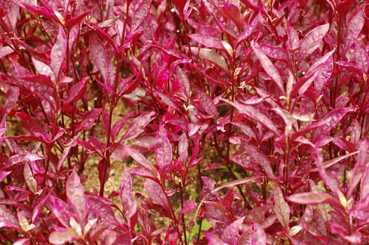 Red plants and leaves in the garden