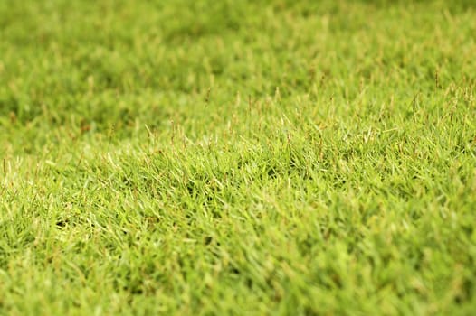 Green grass at park.shallow focus on grass