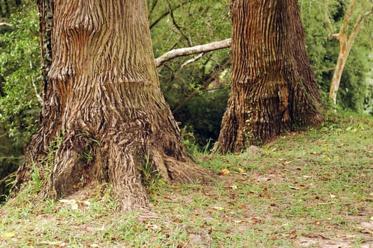 old trees and grass at park