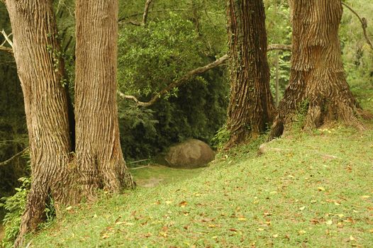 old trees and grass at park