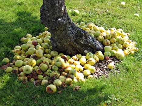 Apples tree in a garden with fallen apples on the ground