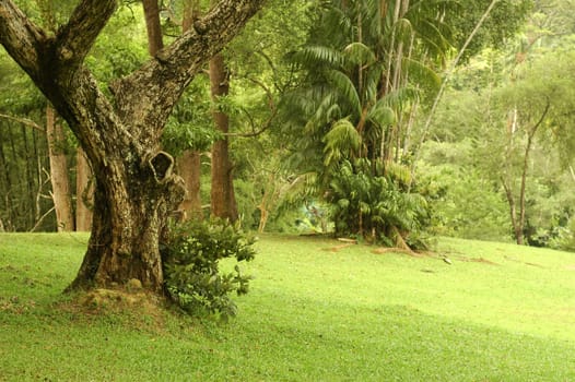 old trees and grass at park