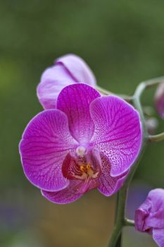 A beautiful pink orchid.