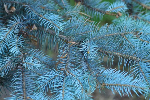 Close up of the conifer branches.