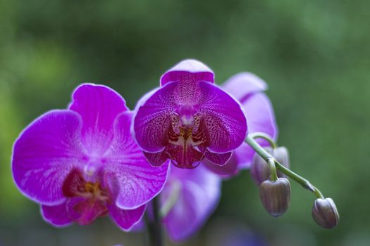 A beautiful orchid.