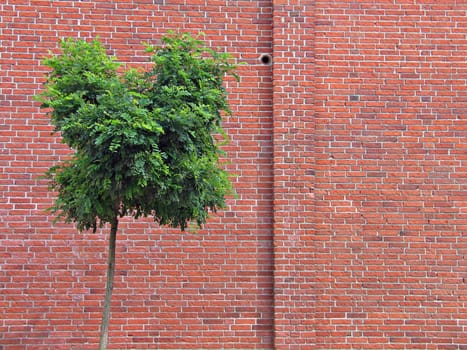 Wall made of red bricks with a tree