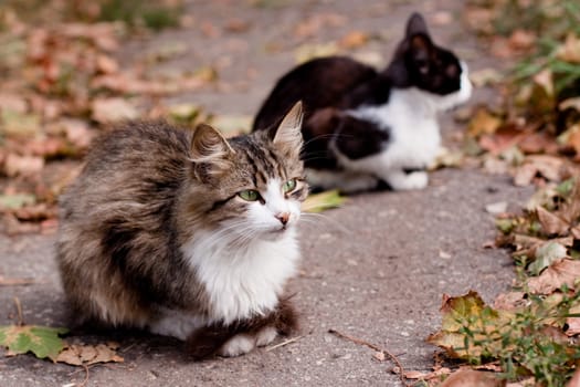 two cats in park road
