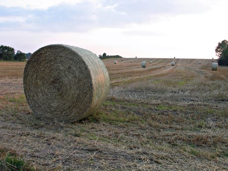 Haystacks after the harvest in a field