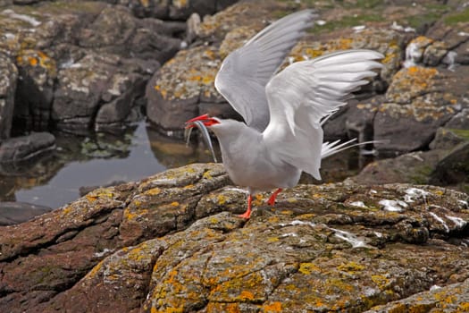 A male Arctic Tern lands with his catch, on the Farne Islands in Northumberland, England.