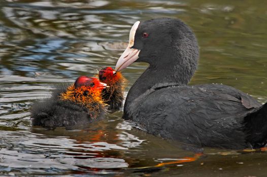 A female Coot feeding her two chicks on a lake in Norfolk, England.
