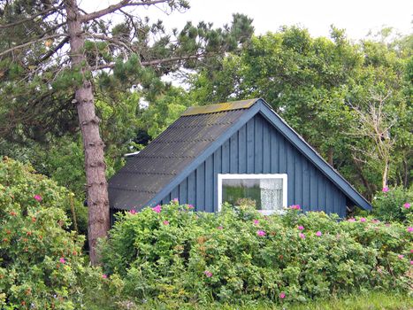 Small blue wooden summerhouse in a forest by the sea in Denmark
