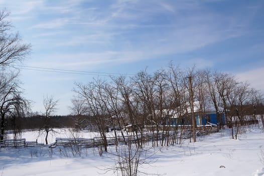 winter sun day in country, snow and trees