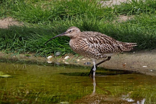 A female Curlew looking for food in a river in Norfolk, England.