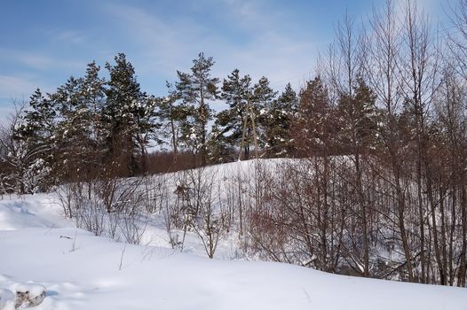 winter sun day in country, snow and trees