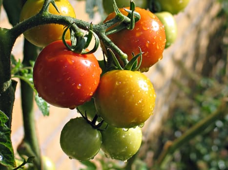 Fresh tomatoes with water drops in a garden