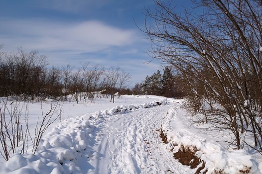 winter sun day in country, snow and trees