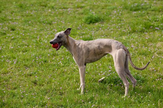 A whippet playing with his ball.