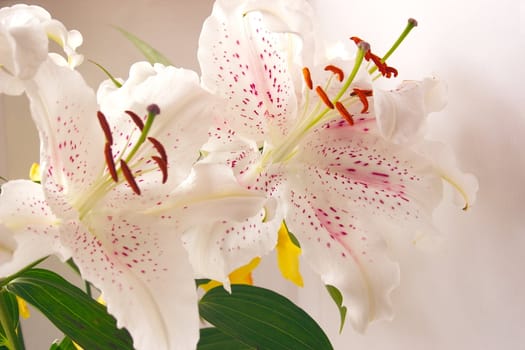 macro shot of the centre of an easter lily