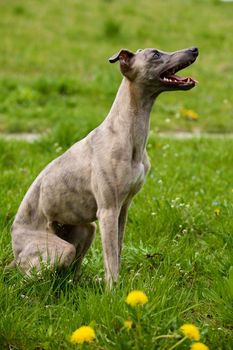 A sitting whippet.