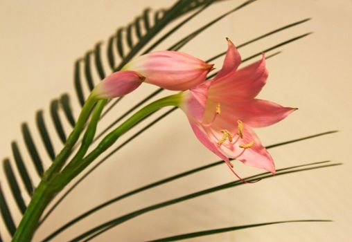 An artistic indoor flower arrangement using pink Orchids.