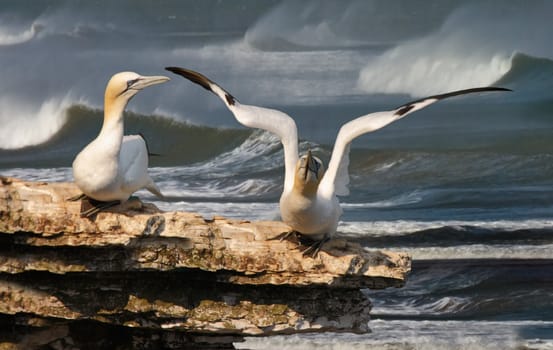A female Northern gannet warches as her mate prepares to take off.