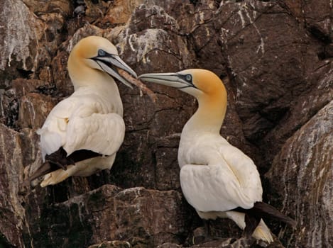 A male and female Northern Gannet together on Bass Rock, which is in the Firth of forth, Scotland.