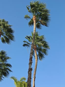 Palm trees from a down angle in a background of clear blue sky