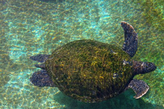 Sea turtle in clear water in the Red-Sea