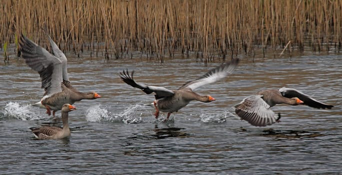 Greylag Geese take off from a lake in Essex, England.
