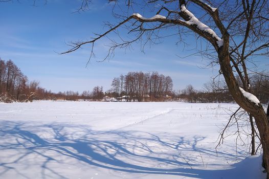 winter sun day in country, snow and trees