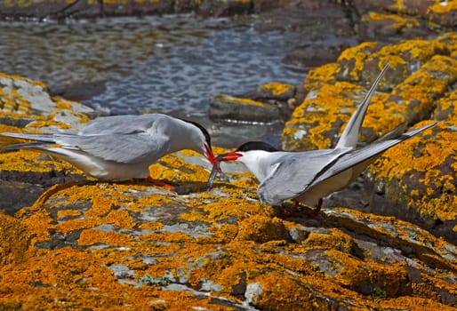 A male Arctic Tern passes his catch to a female, on the Farne Islands in Northumberland, England.