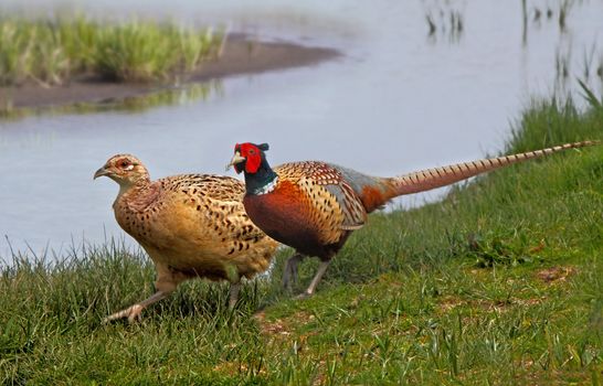 A male and a female Pheasant beside a lake in Norfolk, England.