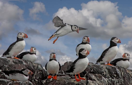 Puffins on a cliff top on the Farne Islands in Northumberland, England.