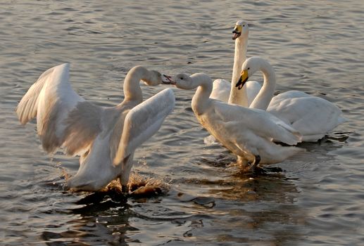 Two immature Whooper Swans in dispute, watched by an adult male and female.