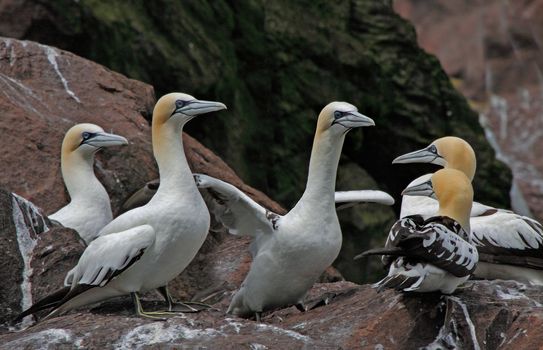 Young immature Northern Gannets gather together on Bass Rock, an island off the coast of Scotland.