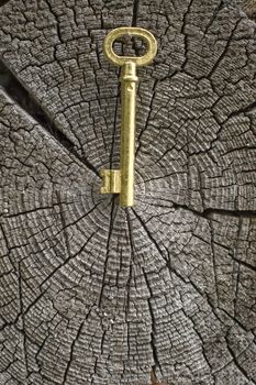 Old key of gold colour on a background of an old tree.