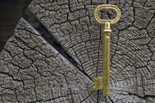 Old key of gold colour on a background of an old tree.