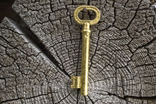Old key of gold colour on a background of an old tree.