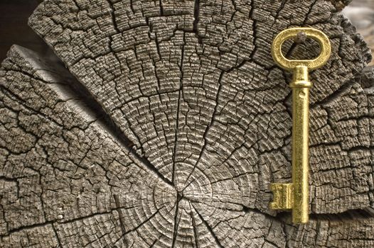 Old key of gold colour on a background of an old tree.