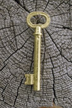 Old key of gold colour on a background of an old tree.
