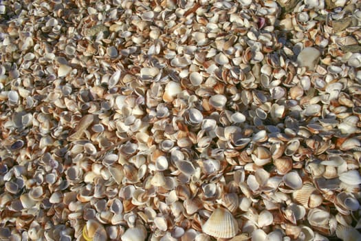 It is a lot of fine sea shells on a coast.