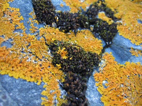 Rocks and big stones covered with different colors of moss Norway